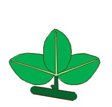 A ternate compound leaf with a petiole but no rachis (or rachillae)