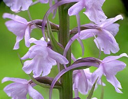 Gymnadenia conopsea flowers with nectar-filled spur