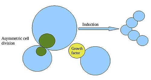 Mechanisms of cellular differentiation