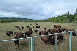 Wood bison introduction program in Sakha Republic