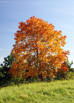 Norway maple in autumn