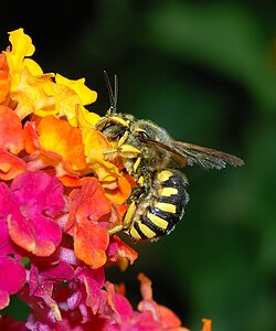 Male Anthidium florentinum visiting Lantana