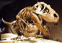 The forelimbs might have been used to help T. rex rise from a resting pose, as seen in this cast (Bucky specimen)