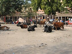 Cattle making themselves at home on a city street in Jaipur, Rajasthan