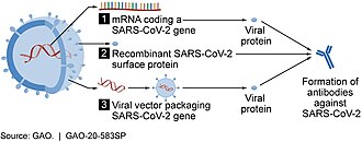 A conceptual diagram showing three vaccine types for forming SARS‑CoV‑2 proteins to prompt an immune response: (1) RNA vaccine; (2) subunit vaccine; (3) viral vector vaccine