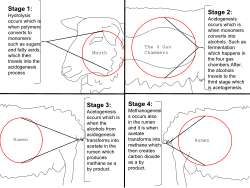 This image represents a ruminant, specifically a sheep, producing methane in the four stages of hydrolysis, acidogenesis, acetogenesis, and methanogenesis.