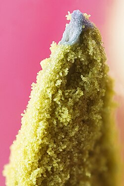 Tulip anther with many grains of pollen