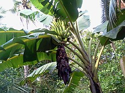 Musa 'Nendran' cultivar, grown widely in the Indian state of Kerala