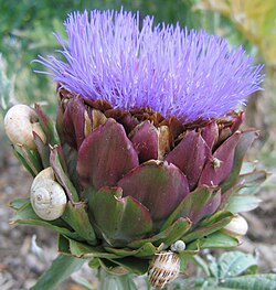 Artichoke head with flower in bloom