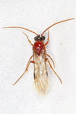 The male of a species of Brachycistidinae photographed in Nevada