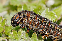 A pasture day moth caterpillar feeding on capeweed