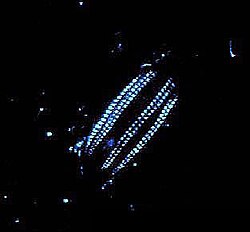 A Euplokamis comb jelly is bioluminescent.