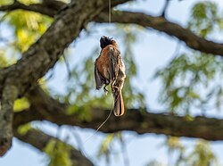 An American robin dead after becoming tangled in discarded fishing line
