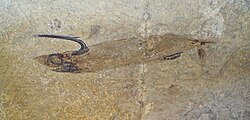 Falcatus, a holocephalian which males had large fin spine