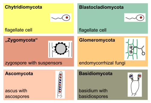 Main groups of fungi