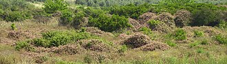 Lantana overgrowing an abandoned plantation in Sdei Hemed, Israel