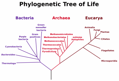 Universal phylogenetic tree in rooted form, showing the three domains (Woese, Kandler, Wheelis 1990, p. 4578[22])