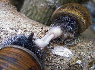 Garden snails mating