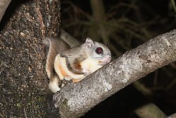 The Northern flying squirrel entails 25 subspecies in North America.[199]