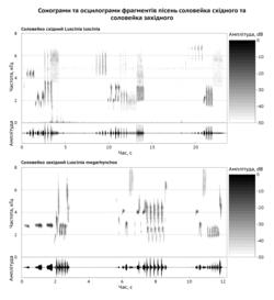 The sonograms of Luscinia luscinia and Luscinia megarhynchos singing help to distinguish these two species by voice definitely.