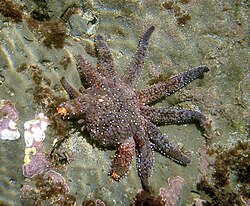 Sunflower star regenerating several arms