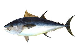 The mean trophic level of the world fisheries catch has steadily declined because many high trophic level fish, such as this tuna, have been overfished.