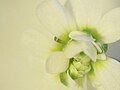 Double-flowered Arabidopsis
