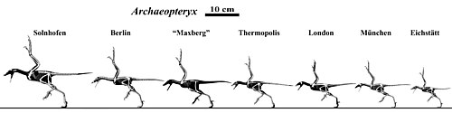 Skeletal restorations of various specimens