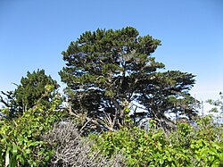 Pinus radiata forest in Point Lobos, California
