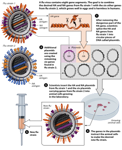 Diagram illustrating the development process of avian flu vaccine by reverse genetics techniques