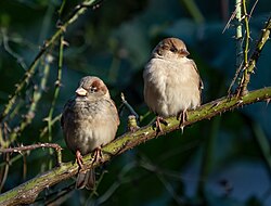 The house sparrow, an avian, is the world's most widespread extant wild theropod.[71]