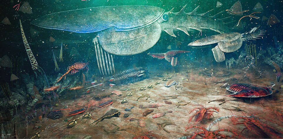 Reconstruction of the Fezouata Biota, featuring roughly 50 different species. The largest animal, Aegirocassis benmoulai (just over 2 metres — 6.6 feet — in length), is depicted in a pair swimming just above the seafloor.[43] This giant radiodont is one of the earliest "giant" filter feeders, with frontal appendages bearing baleen-like spines. These adaptations were likely influenced by the proliferation of plankton in the early Ordovician.