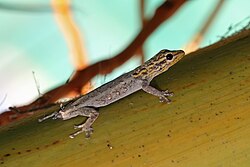 A White-headed dwarf gecko with shed tail