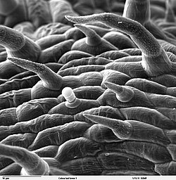 Scanning electron microscope image of trichomes on the lower surface of a Coleus blumei (coleus) leaf
