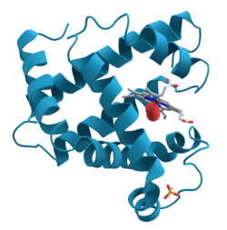 A representation of the 3D structure of the protein myoglobin showing turquoise α-helices. This protein was the first to have its structure solved by X-ray crystallography. Toward the right-center among the coils, a prosthetic group called a heme group (shown in gray) with a bound oxygen molecule (red).