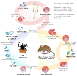 Life cycle of the apicomplexan, single-celled parasite Babesia, including infection of humans