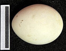 Bald eagle egg, Collection at Museum Wiesbaden in Germany