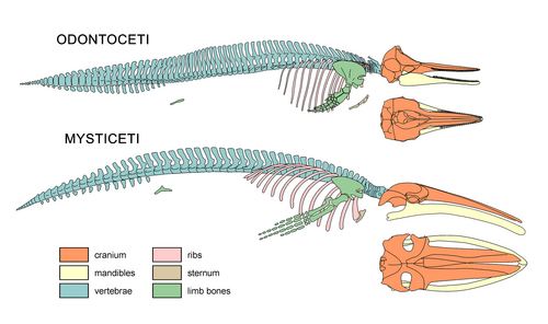 Diagram featuring the typical skeletal system of a toothed whale (top) and a baleen whale (bottom)