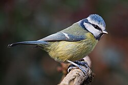 Eurasian blue tit (Cyanistes caeruleus) and its relatives stand well apart from the rest of the Sylvioidea sensu lato