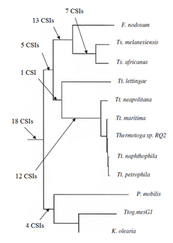 Figure 3: A concatenated protein tree showing the phylogenetic relationship of the group Thermotogota. The number of CSIs that support the branching order are indicated .