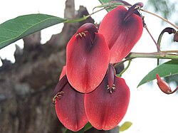 Ceibo blossoms