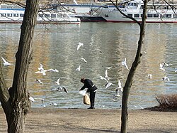 Seabird feeding