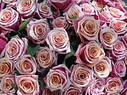 Bouquet of pink roses