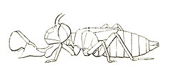 Illustration of a naiad with mask extended