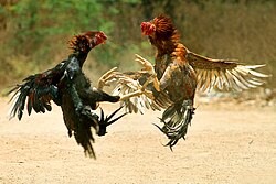 A cockfight in Tamil Nadu, India, 2011