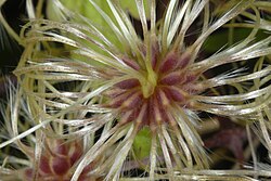 Seedhead; commonly known as "Old man's beard"