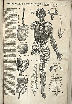 Anatomical chart in Vesalius's Epitome, 1543