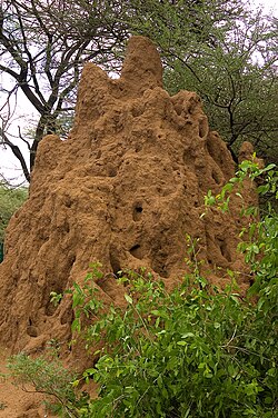 Termite mounds with varied heights of chimneys regulate gas exchange, temperature and other environmental parameters that are needed to sustain the internal physiology of the entire colony.[24][25]