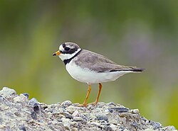 Common ringed plover (Charadrius hiaticula)