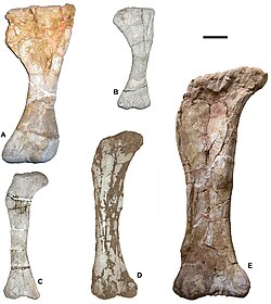 Humerus of Ampelosaurus (left) and Magyarosaurus (right), and femora of (left to right) Magyarosaurus, Lirainosaurus and Ampelosaurus